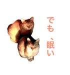 癒される猫たち（個別スタンプ：17）