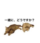 癒される猫たち（個別スタンプ：18）
