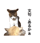 癒される猫たち（個別スタンプ：19）