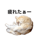 癒される猫たち（個別スタンプ：21）