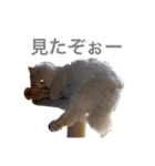 癒される猫たち（個別スタンプ：22）