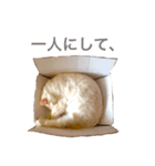 癒される猫たち（個別スタンプ：23）