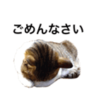 癒される猫たち（個別スタンプ：24）