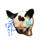 坊です（個別スタンプ：15）