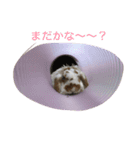 うさぎのうめさん（個別スタンプ：1）