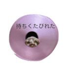 うさぎのうめさん（個別スタンプ：3）