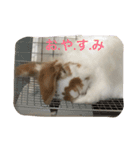うさぎのうめさん（個別スタンプ：5）