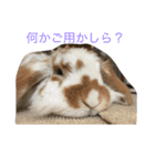 うさぎのうめさん（個別スタンプ：8）