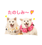 モフモフ親子☆凛と奈々（個別スタンプ：23）