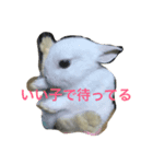 うさちゃんズ（個別スタンプ：1）