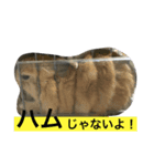 うさちゃんズ（個別スタンプ：3）