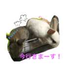 うさちゃんズ（個別スタンプ：5）