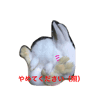 うさちゃんズ（個別スタンプ：6）