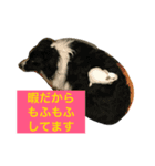 うさちゃんズ（個別スタンプ：7）