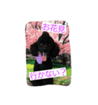 My dog Mickey cute stamps part 2.（個別スタンプ：2）