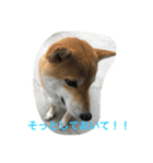 柴こて（個別スタンプ：1）