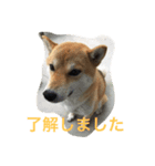 柴こて（個別スタンプ：2）