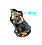 柴こて（個別スタンプ：3）