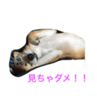 柴こて（個別スタンプ：4）