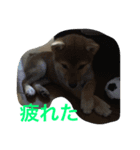柴こて（個別スタンプ：5）