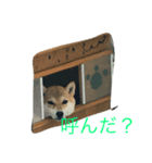 柴こて（個別スタンプ：7）