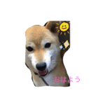 柴こて（個別スタンプ：8）