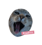 ROUNDY LAZY DAY（個別スタンプ：11）
