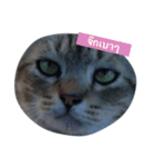 ROUNDY LAZY DAY（個別スタンプ：13）