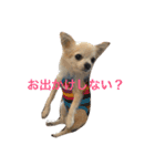 けいくれちゃん（個別スタンプ：7）