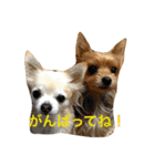 けいくれちゃん（個別スタンプ：10）