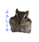 シマリスのノーチェ2（個別スタンプ：8）