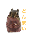 シマリスのノーチェ2（個別スタンプ：11）
