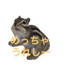 シマリスのノーチェ2（個別スタンプ：16）