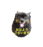 ポメラニあんず＆こもも（個別スタンプ：12）