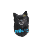 ポメラニあんず＆こもも（個別スタンプ：13）