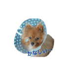 ポメラニあんず＆こもも（個別スタンプ：14）