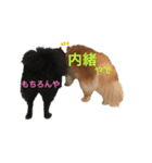 ポメラニあんず＆こもも（個別スタンプ：15）