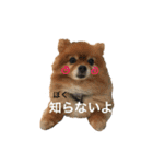ポメラニあんず＆こもも（個別スタンプ：22）