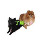 ポメラニあんず＆こもも（個別スタンプ：24）