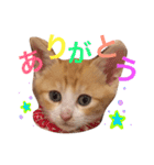 子猫のちゃちゃお（個別スタンプ：2）