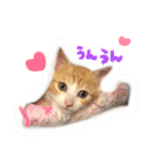子猫のちゃちゃお（個別スタンプ：4）