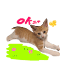 子猫のちゃちゃお（個別スタンプ：5）