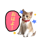 子猫のちゃちゃお（個別スタンプ：6）