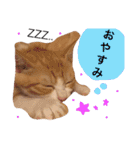 子猫のちゃちゃお（個別スタンプ：7）