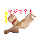 子猫のちゃちゃお（個別スタンプ：9）