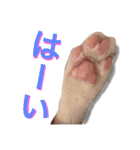 子猫のちゃちゃお（個別スタンプ：10）