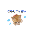 子猫のちゃちゃお（個別スタンプ：11）