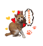 子猫のちゃちゃお（個別スタンプ：12）