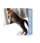 子猫のちゃちゃお（個別スタンプ：13）