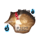 子猫のちゃちゃお（個別スタンプ：15）